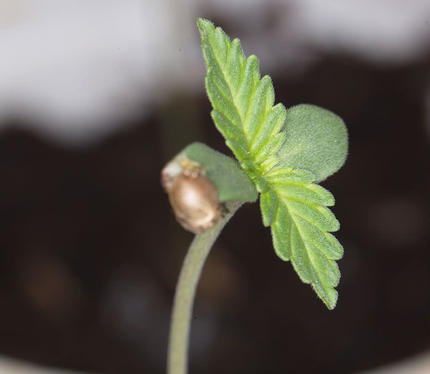 A stark, high-contrast photograph of a cannabis plant against a plain background