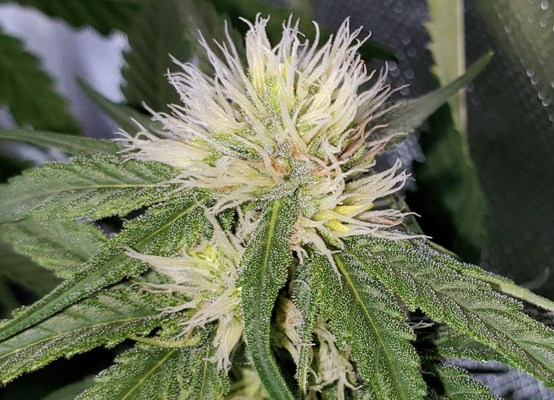 Structural detail of a cannabis leaf's veins