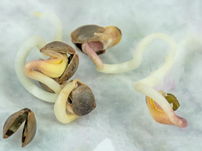 Unprocessed cannabis seeds shown for identification
