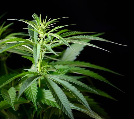 Raw documentation of cannabis cultivation equipment